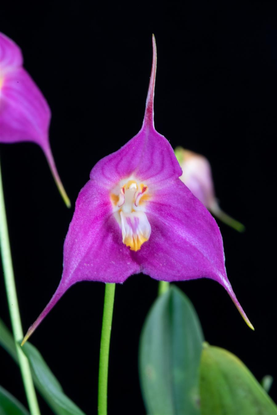 Dracuvallia