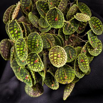 Lepanthes