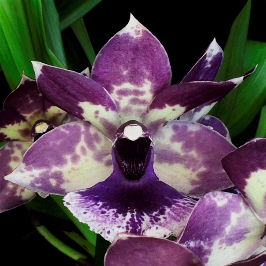 Zygonisia