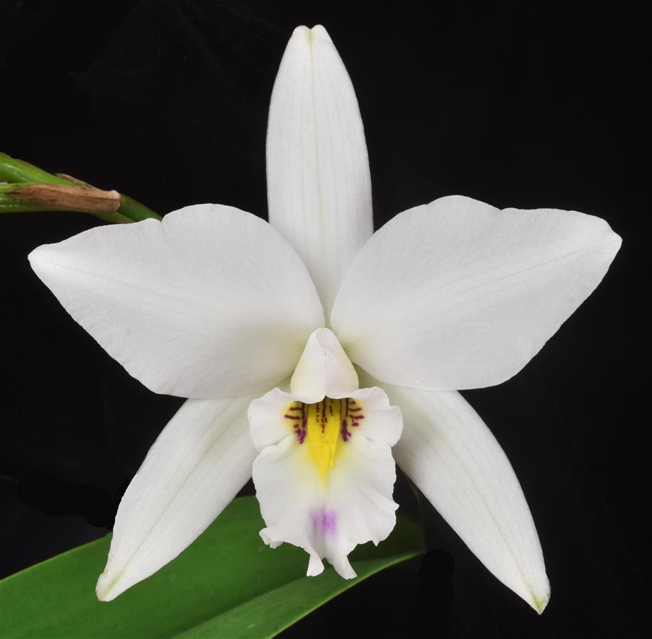 Laelia