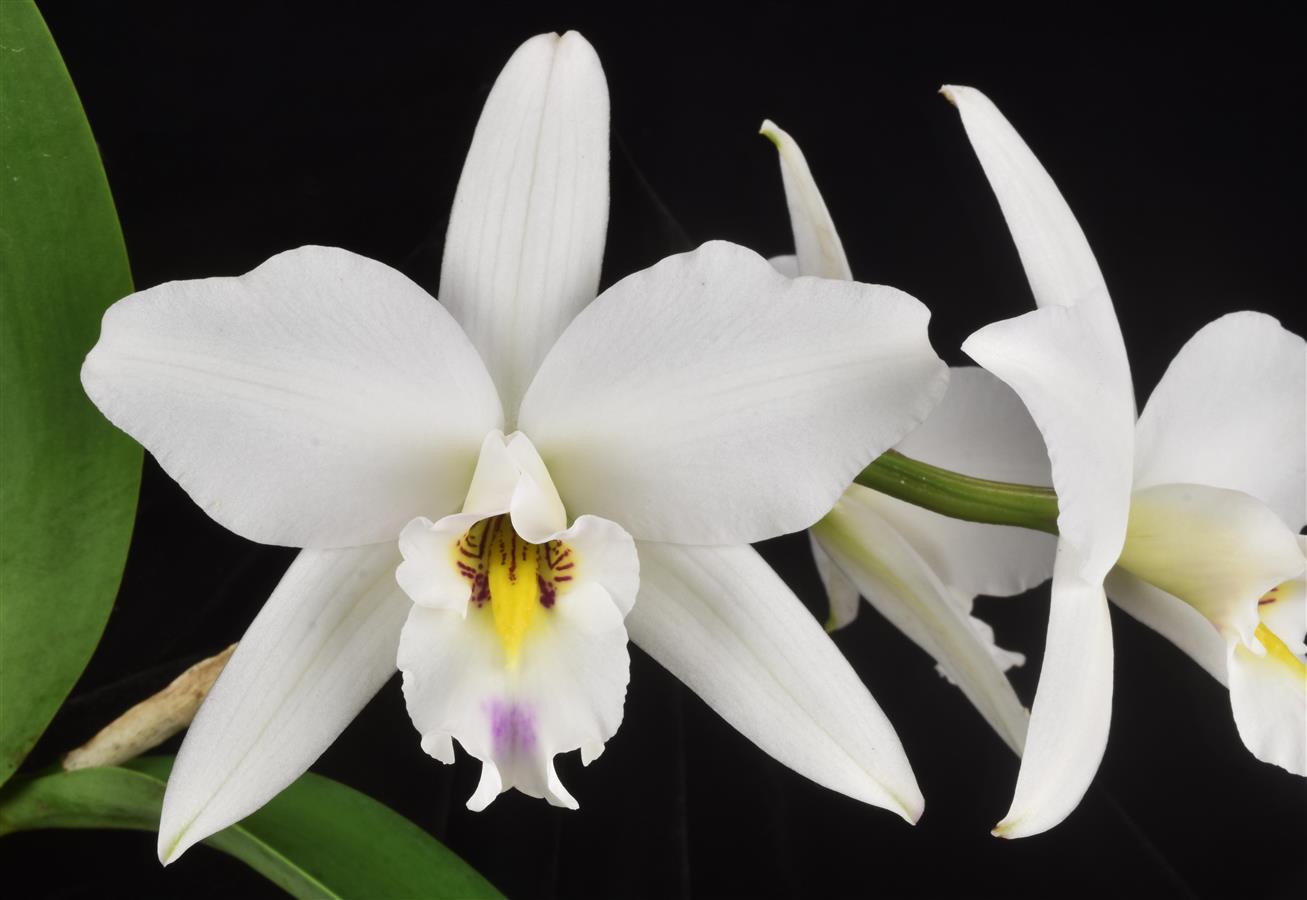 Laelia