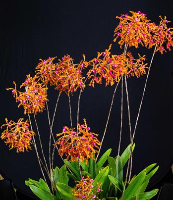 Laelia