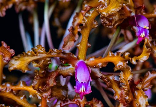 Laelia