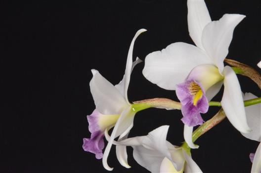 Laelia
