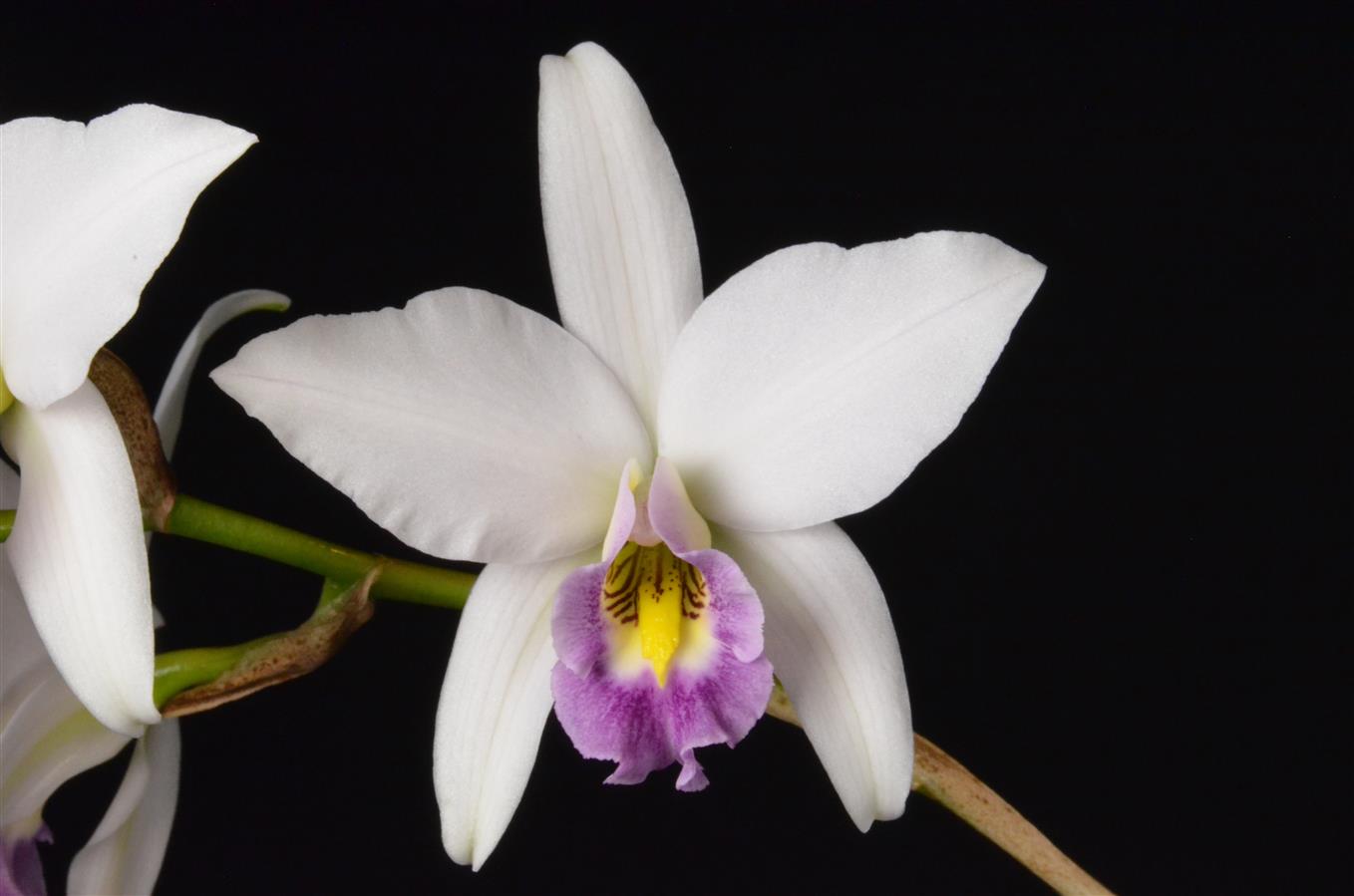 世界の野生蘭ORCHIDATLAS VOL. 3 Cattleya Laelia 世界の野生蘭ORCHIDATLAS VOL. 3 Cattleya Laeliaの通販はau PAY
