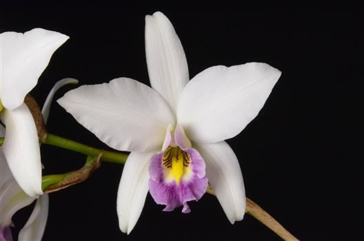 Laelia