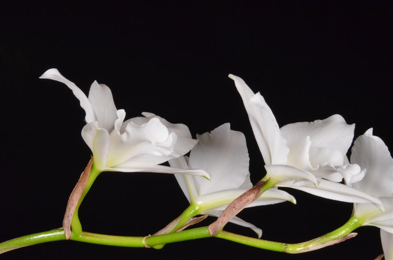 Laelia
