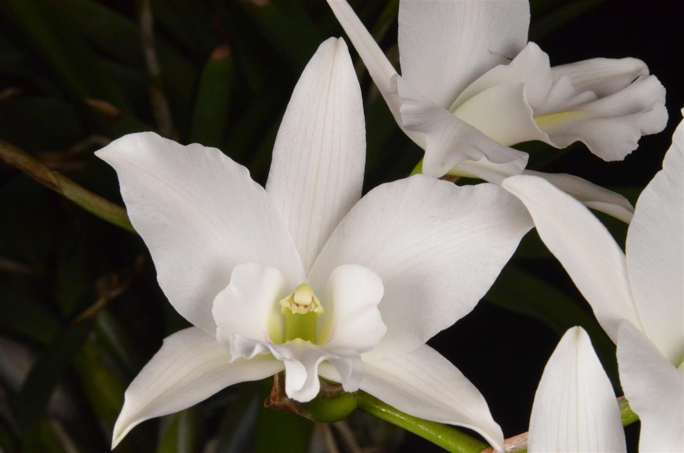 世界の野生蘭ORCHIDATLAS VOL. 3 Cattleya Laelia 世界の野生蘭ORCHIDATLAS VOL. 3 Cattleya Laeliaの通販はau PAY
