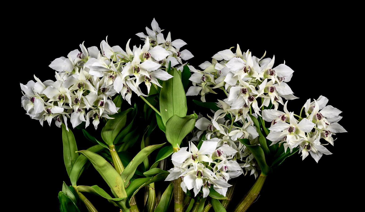 洋書 Orchid Species Culture : Dendrobium Dendrobium