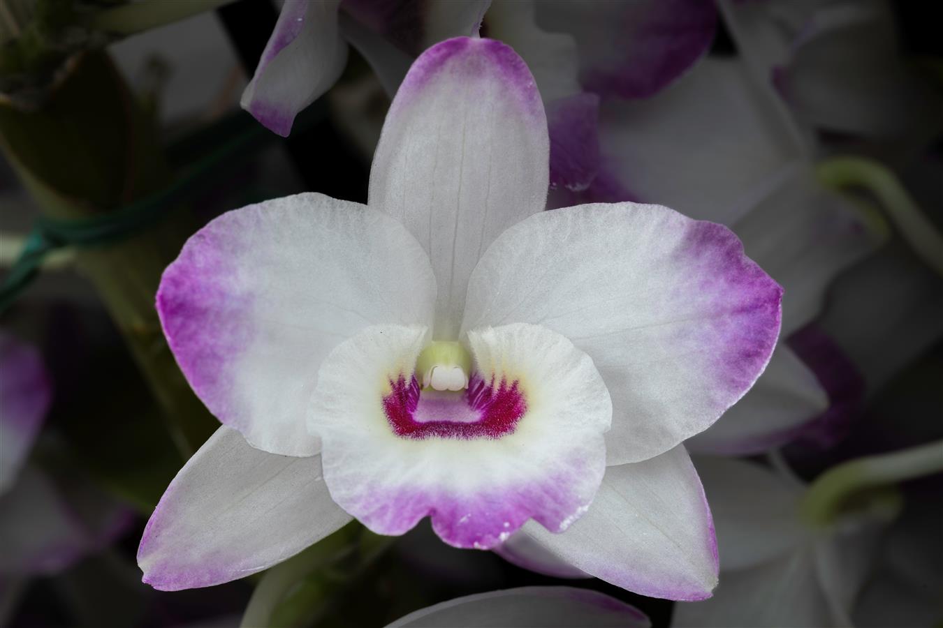Dendrobium