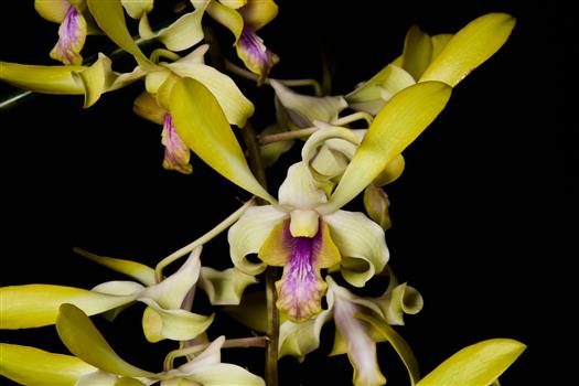 Dendrobium