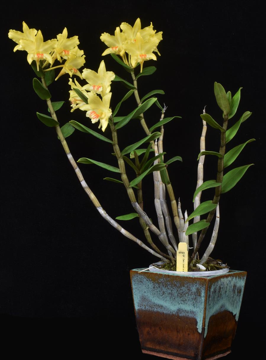 洋書 Orchid Species Culture : Dendrobium Orchid Species Culture: Dendrobium: Baker, Charles O., Baker