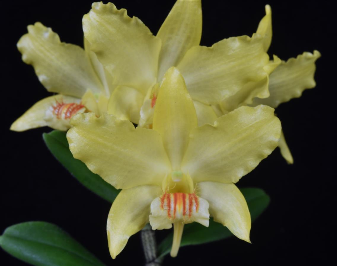 洋書 Orchid Species Culture : Dendrobium Orchid Species Culture by Charles O. Baker & Margaret Baker