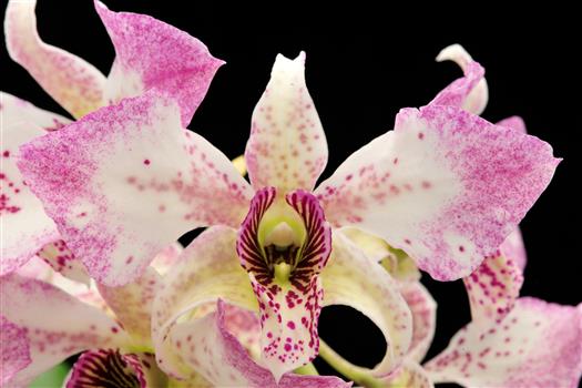Dendrobium