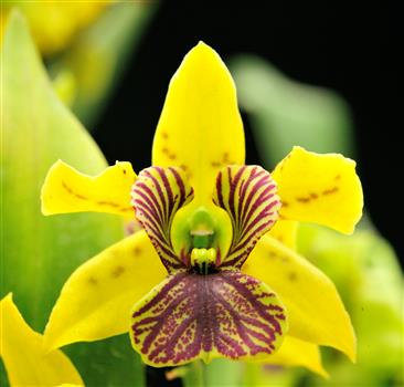 Dendrobium