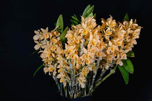 Dendrobium