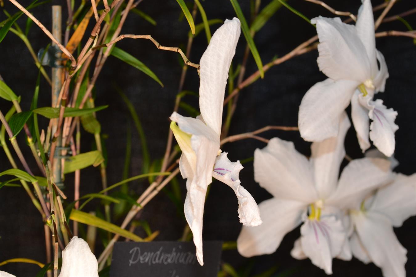 Dendrobium
