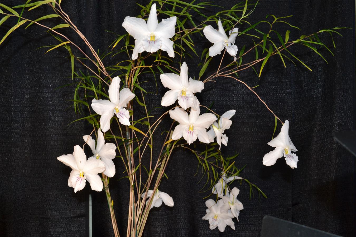 Dendrobium