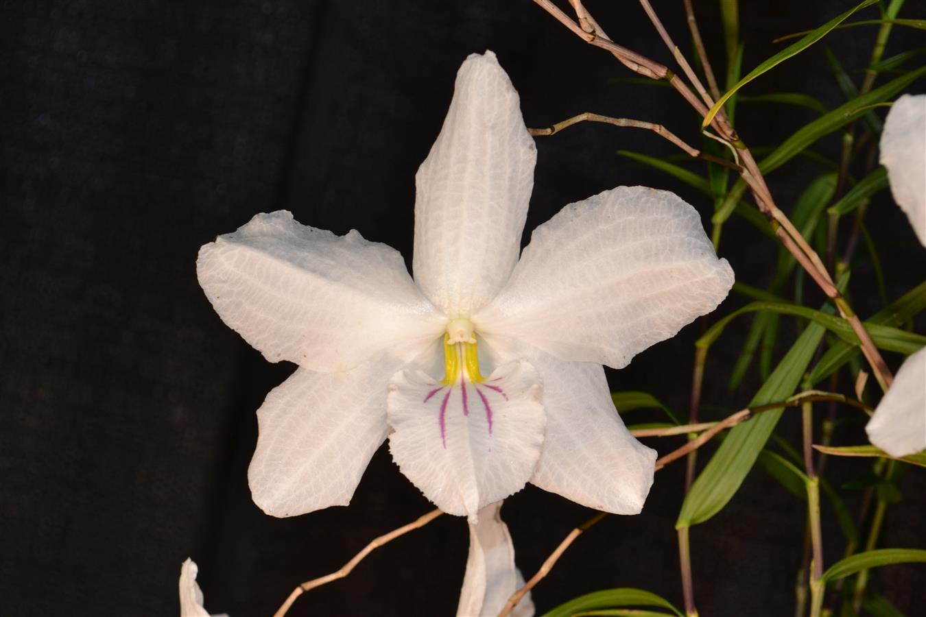 Dendrobium