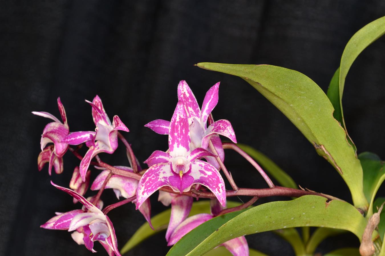 Dendrobium
