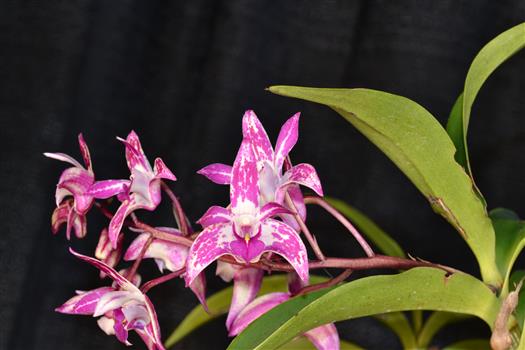 Dendrobium