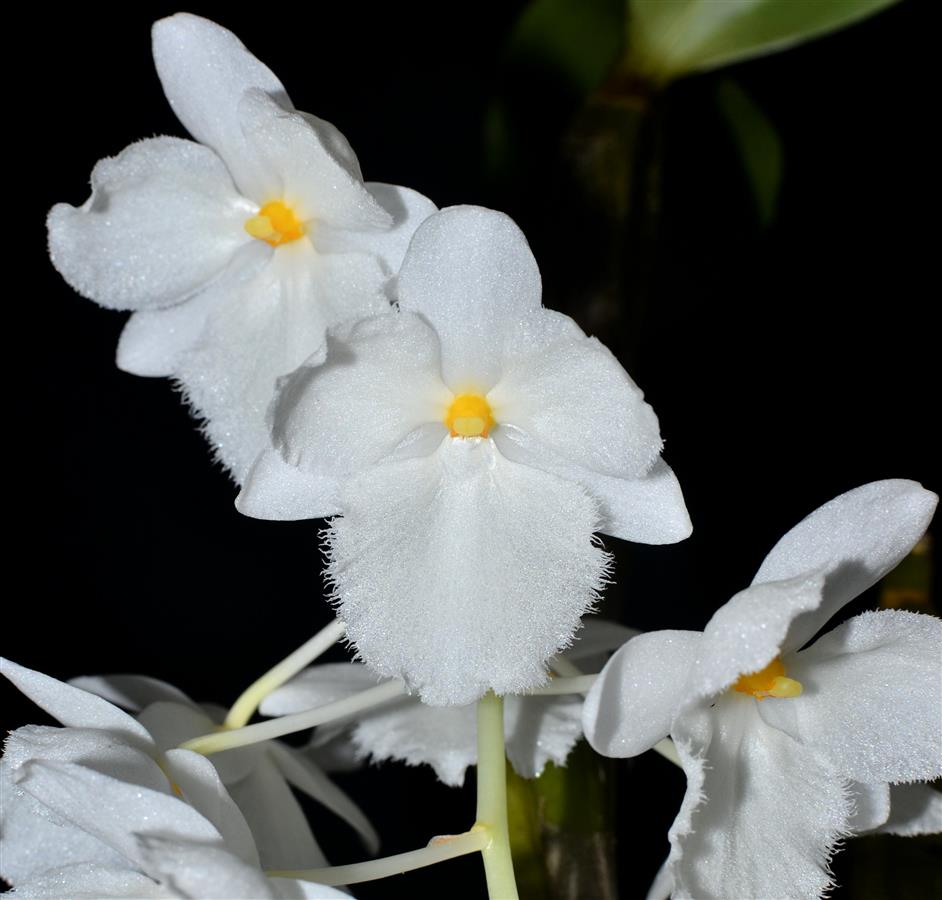 Dendrobium