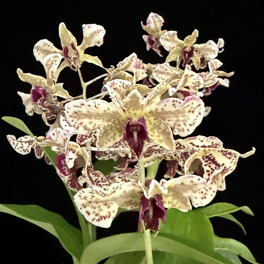 Dendrobium
