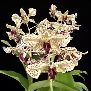 Dendrobium