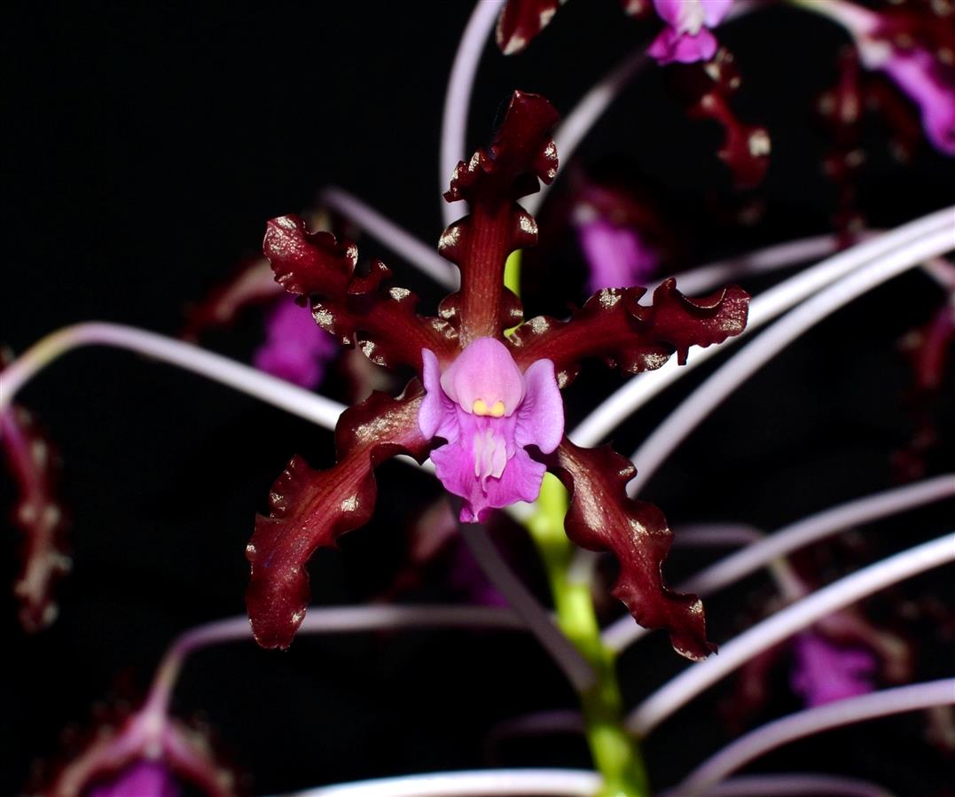 Laelia