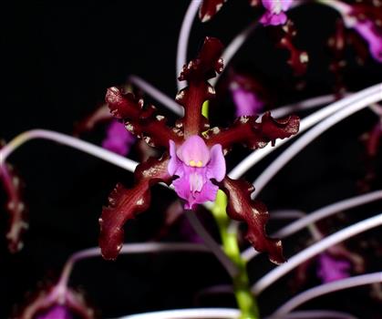Laelia