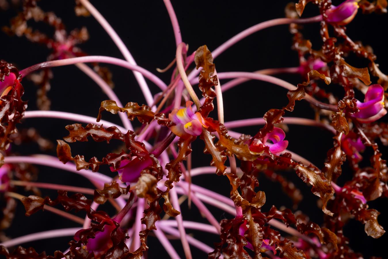 Laelia