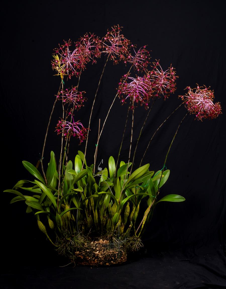 Laelia