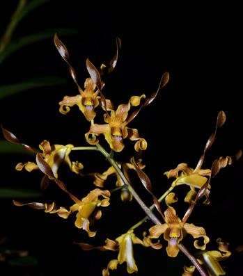 Dendrobium
