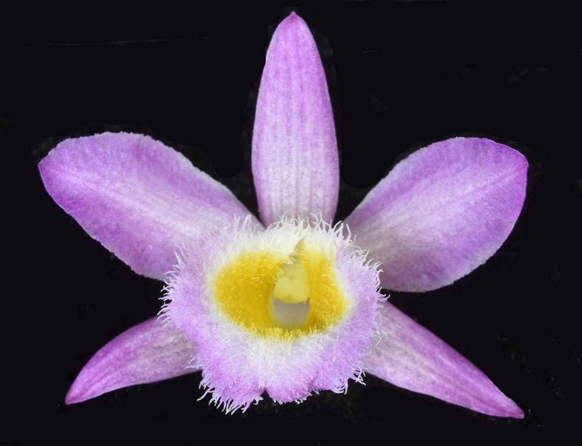 Dendrobium