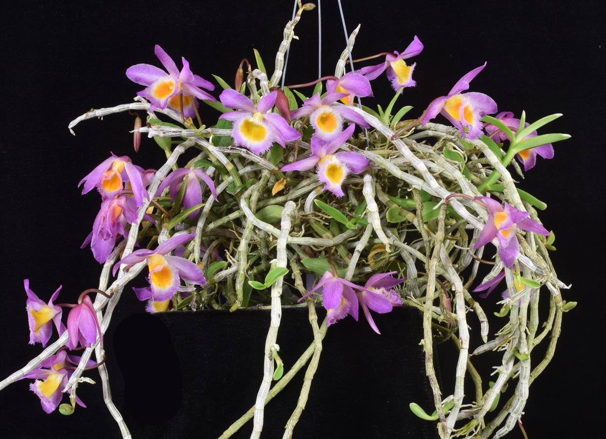 Dendrobium