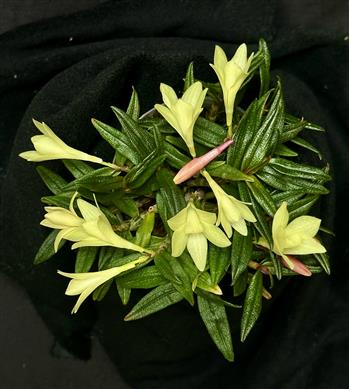 Dendrobium