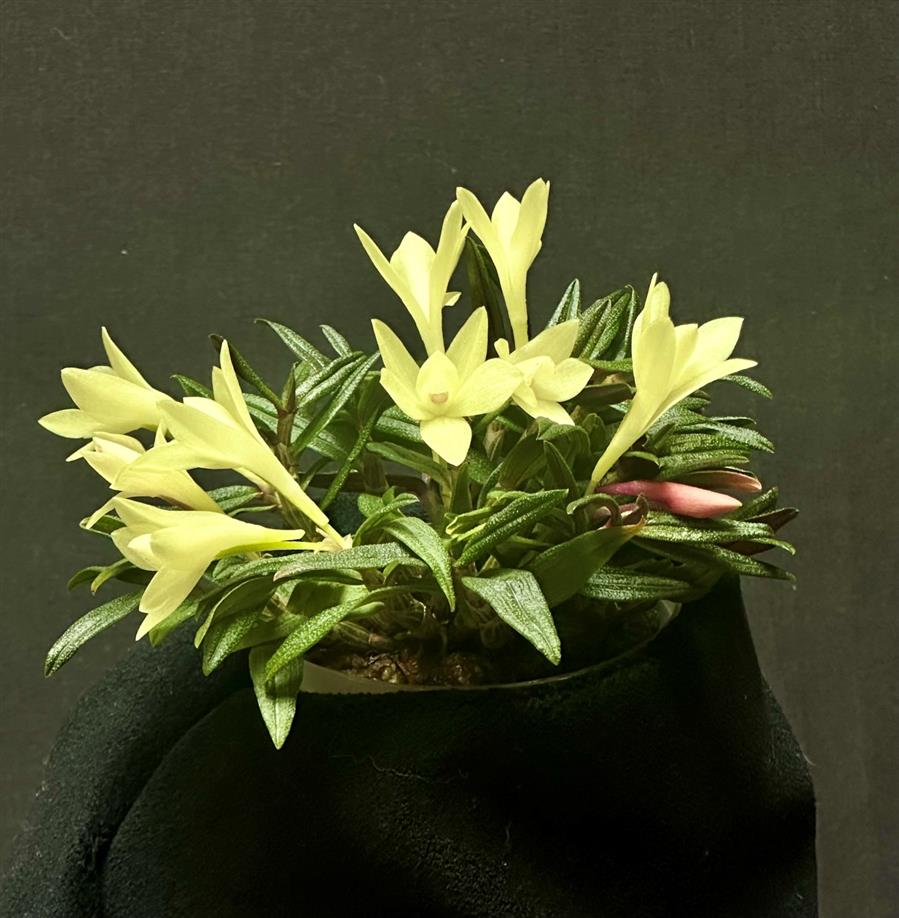 Dendrobium