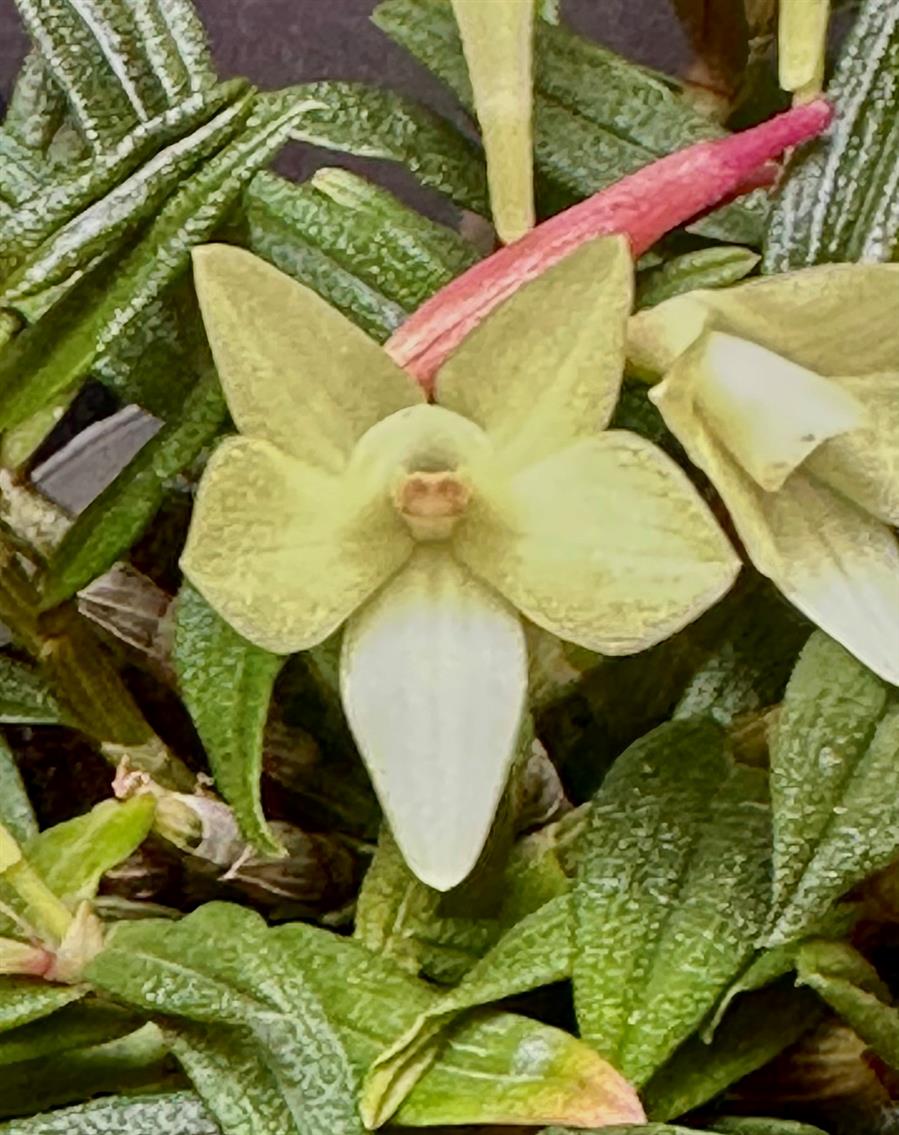 Dendrobium
