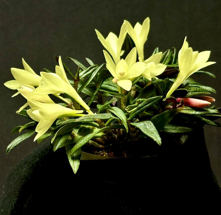 Dendrobium