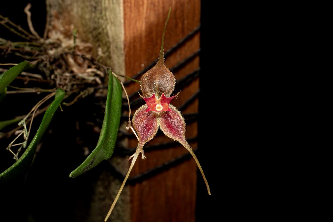 Lepanthes