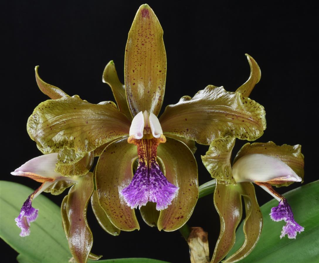 Cattleya