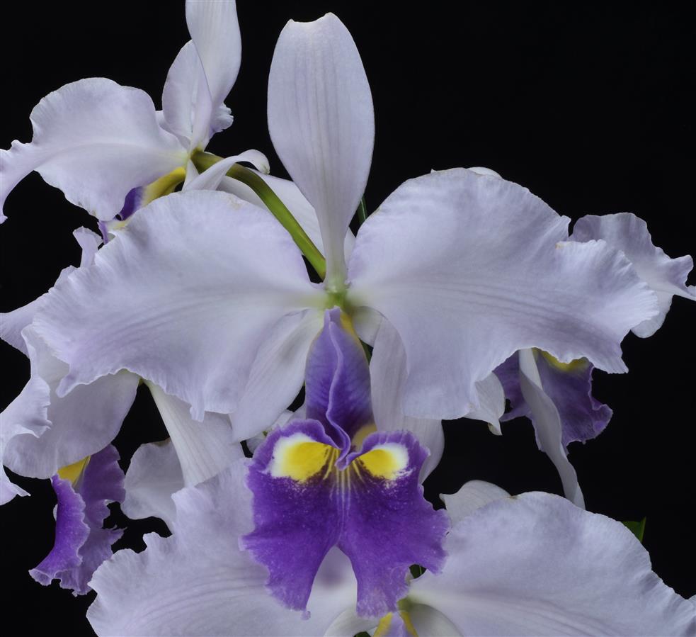 Cattleya