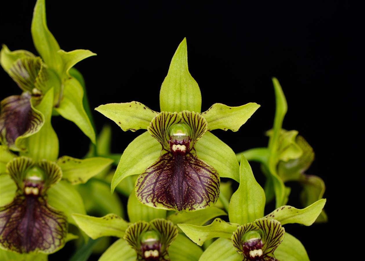 Dendrobium
