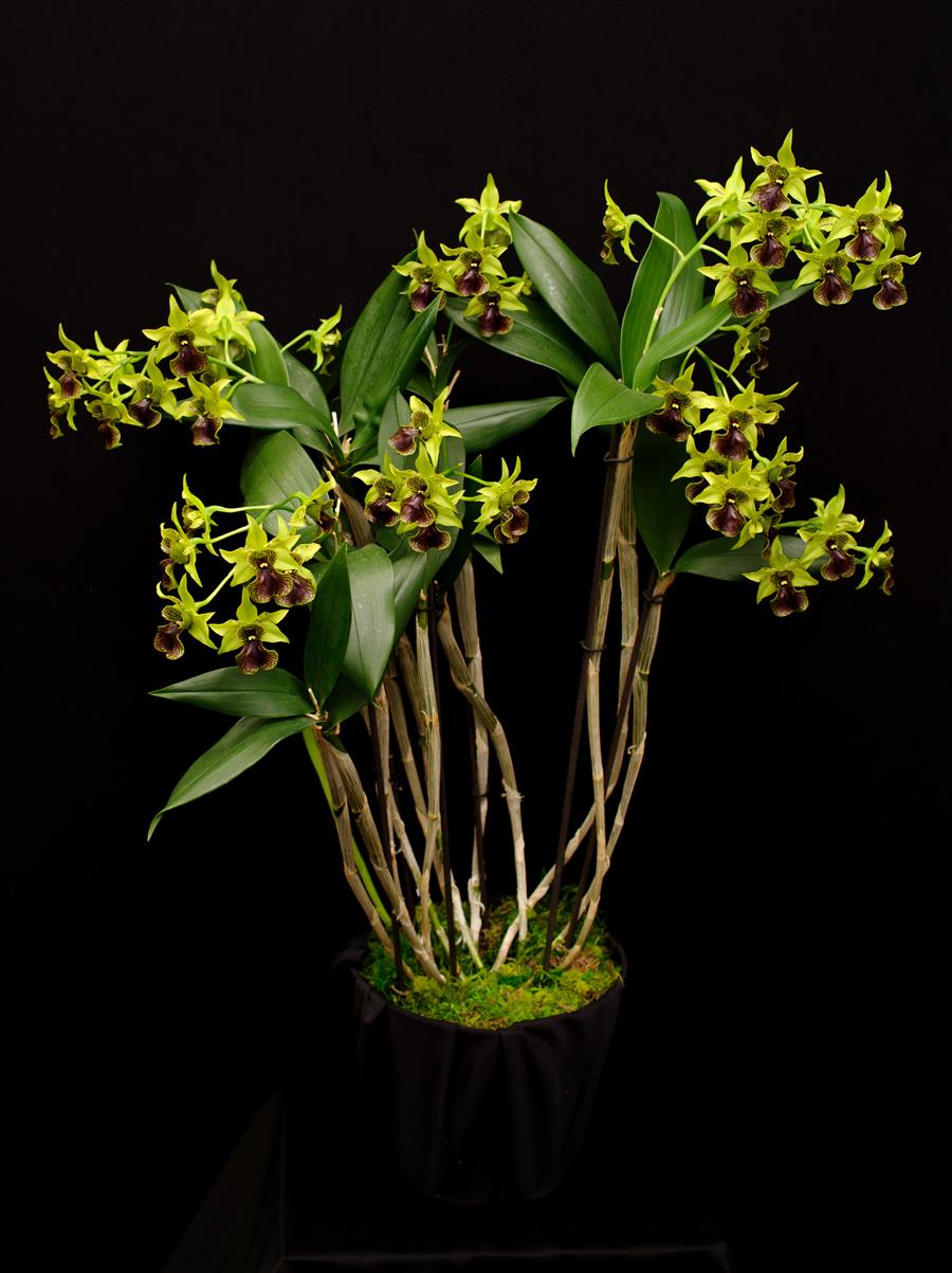 Dendrobium