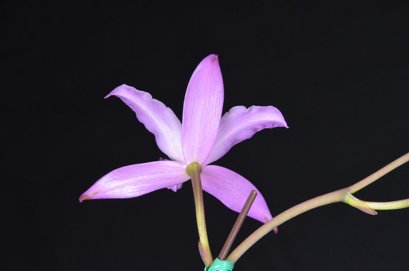 Laelia