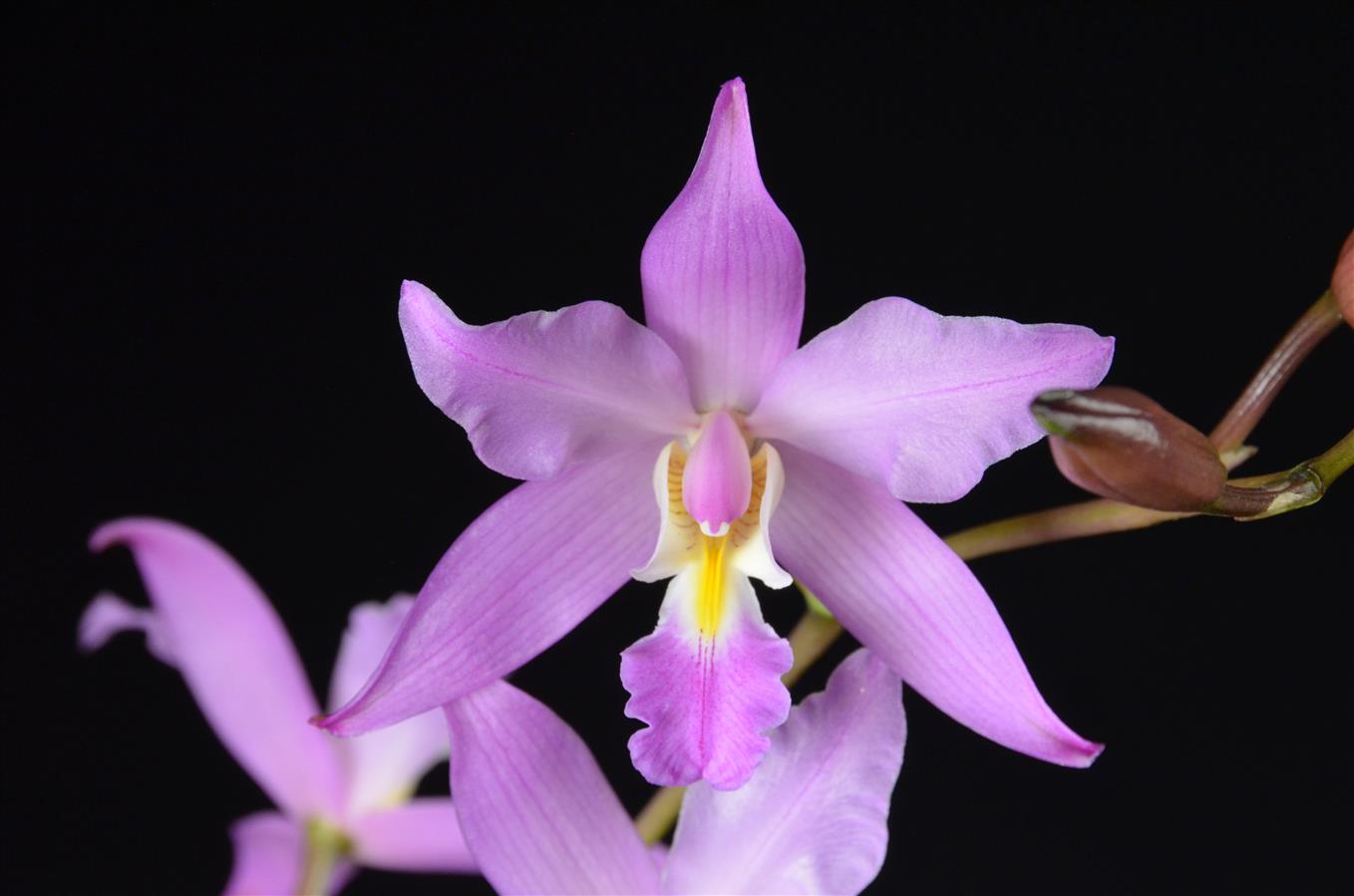 Laelia