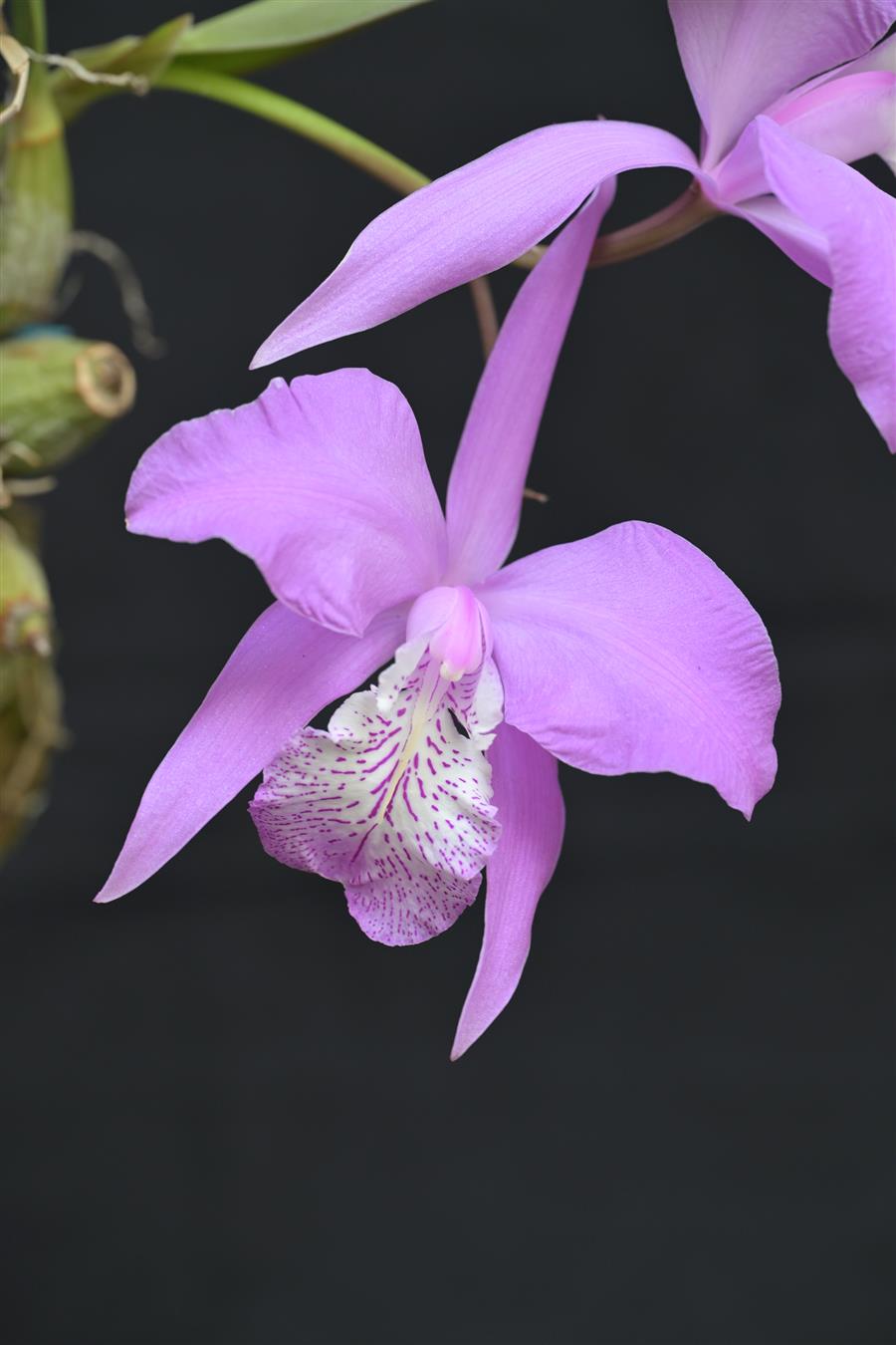 Laelia