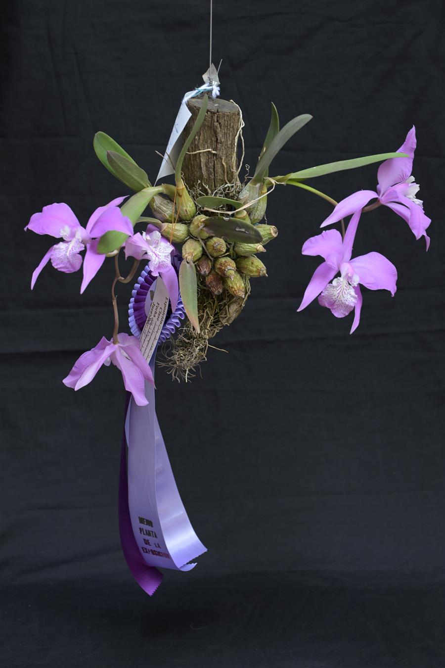 Laelia