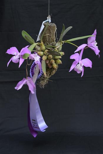 Laelia