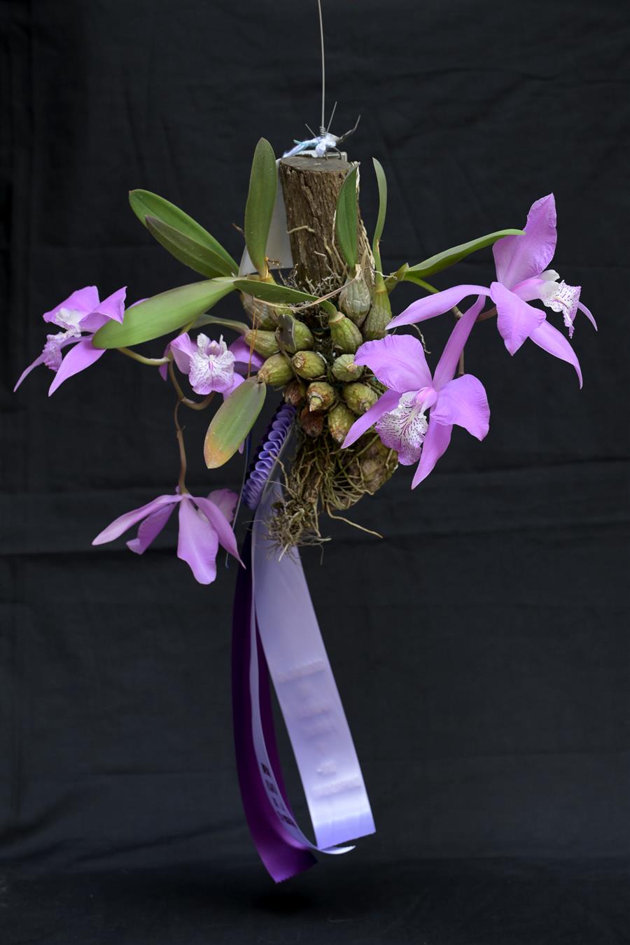 Laelia